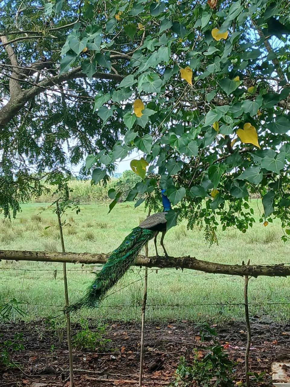 Lagoon Birds - Tangalle Hotell Eksteriør bilde