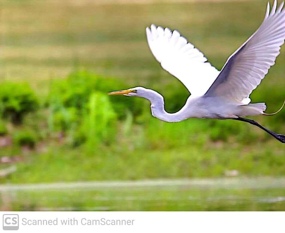 Lagoon Birds - Tangalle Hotell Eksteriør bilde