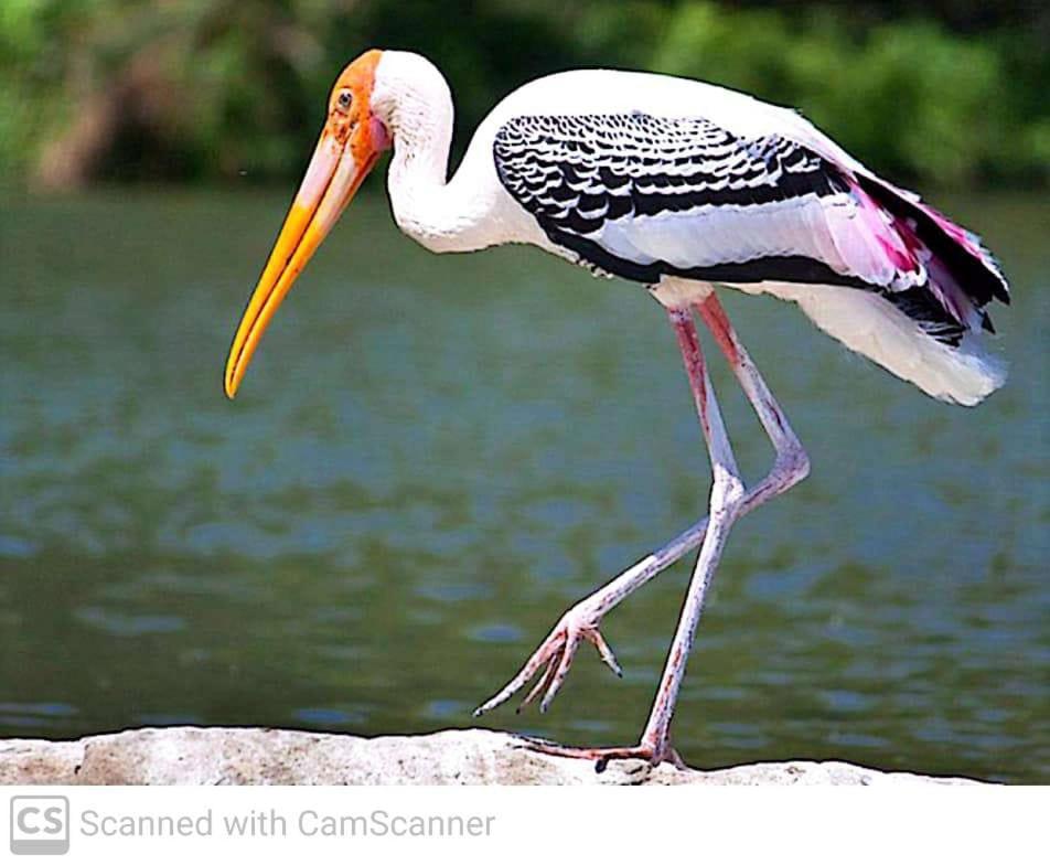 Lagoon Birds - Tangalle Hotell Eksteriør bilde